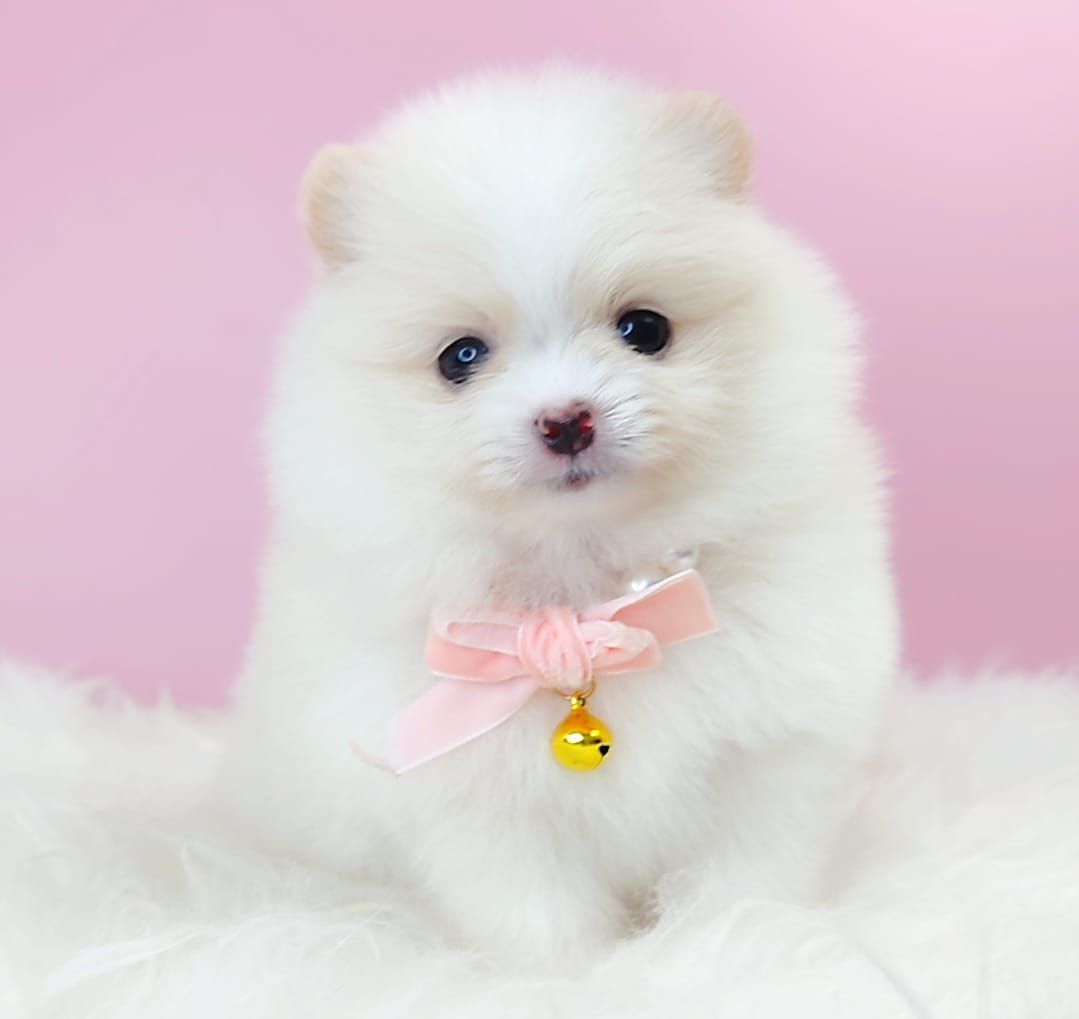 Pomeranian 博美