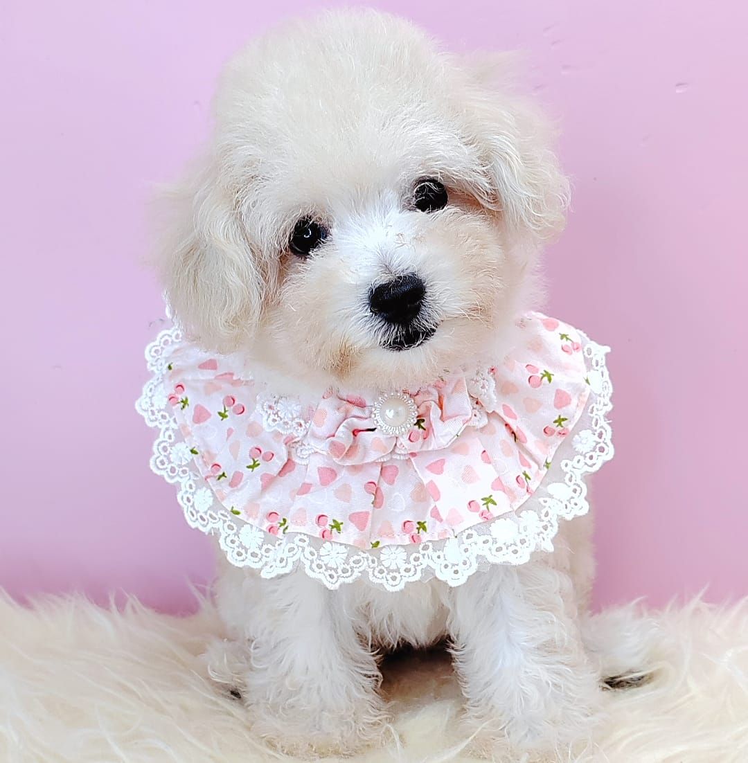Poodle 娉拌开璐靛
