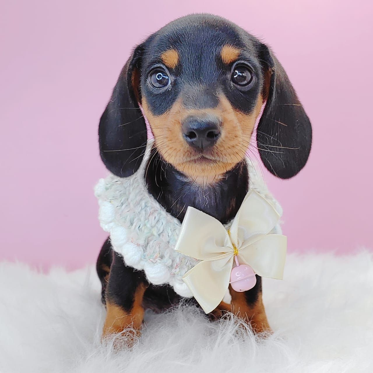 Dachshund 腊肠狗
