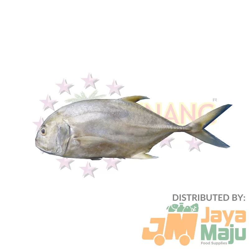 IKAN NYOK-NYOK / TREVALLY