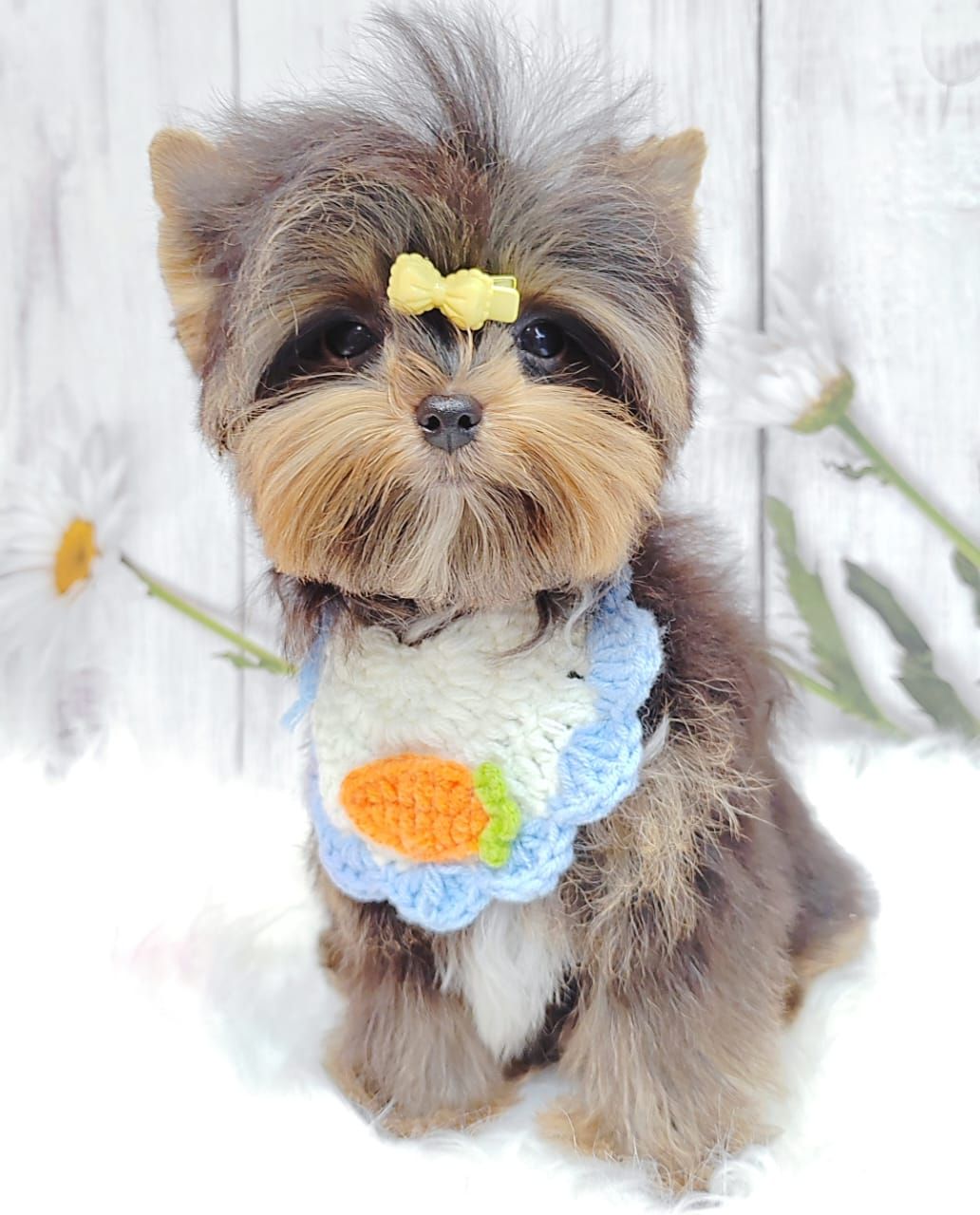 Yorkshire Terrier 约克夏