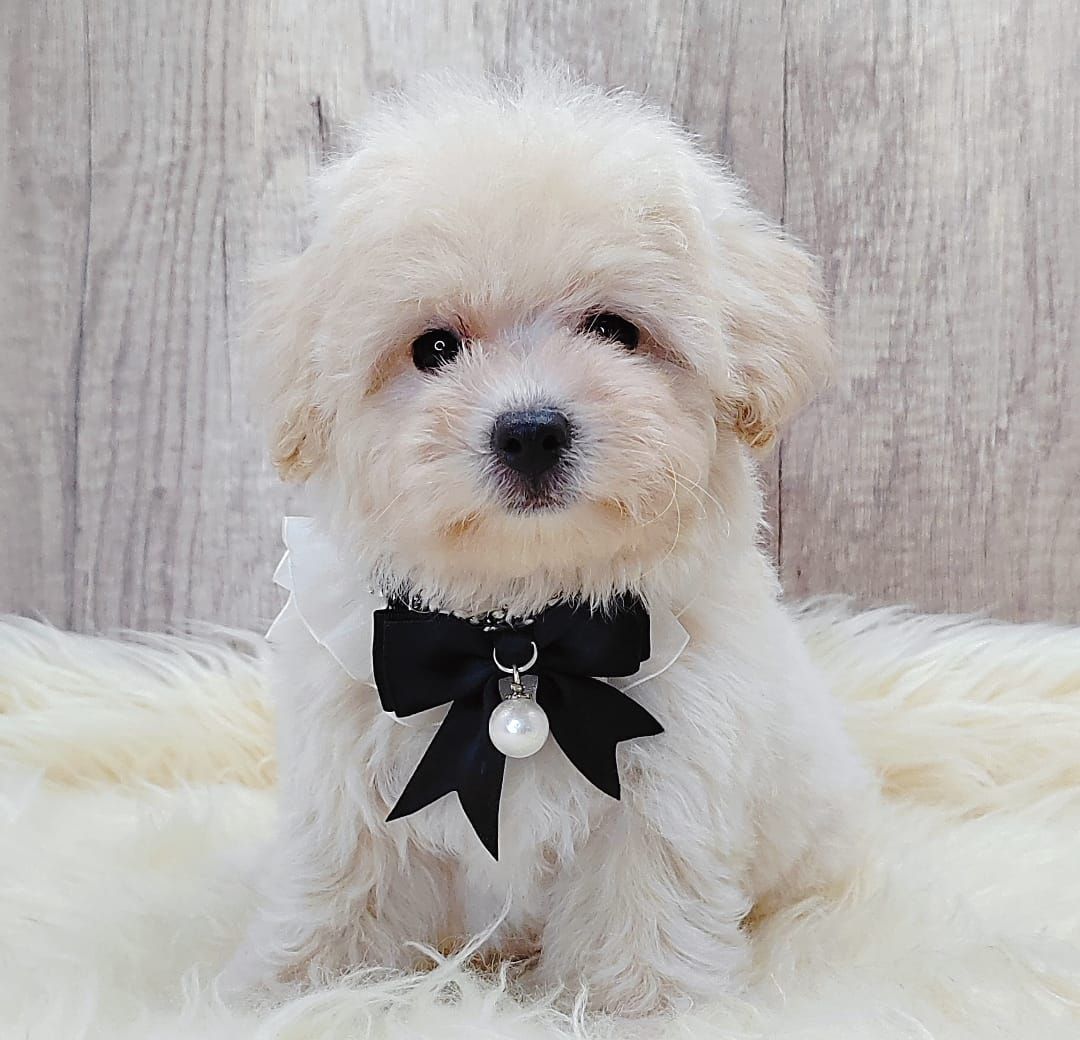 Maltipoo 马尔泰迪
