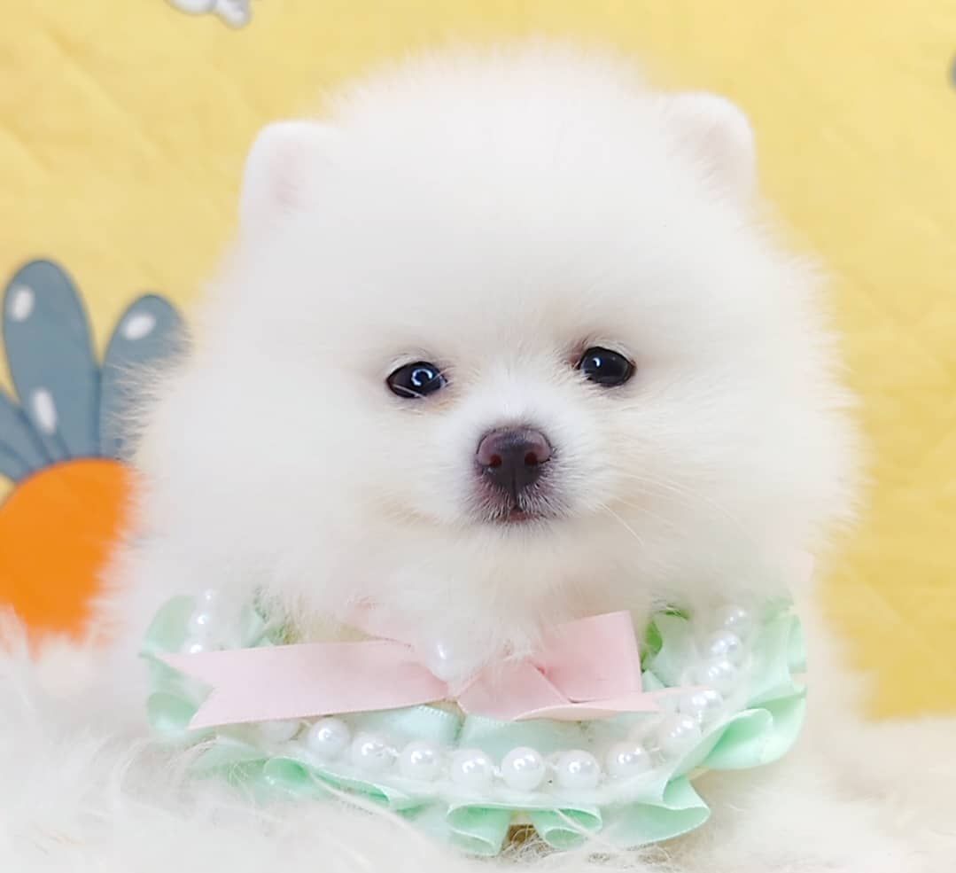 Pomeranian 博美