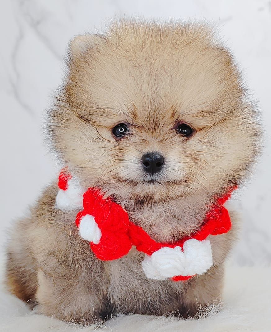 Pomeranian 博美