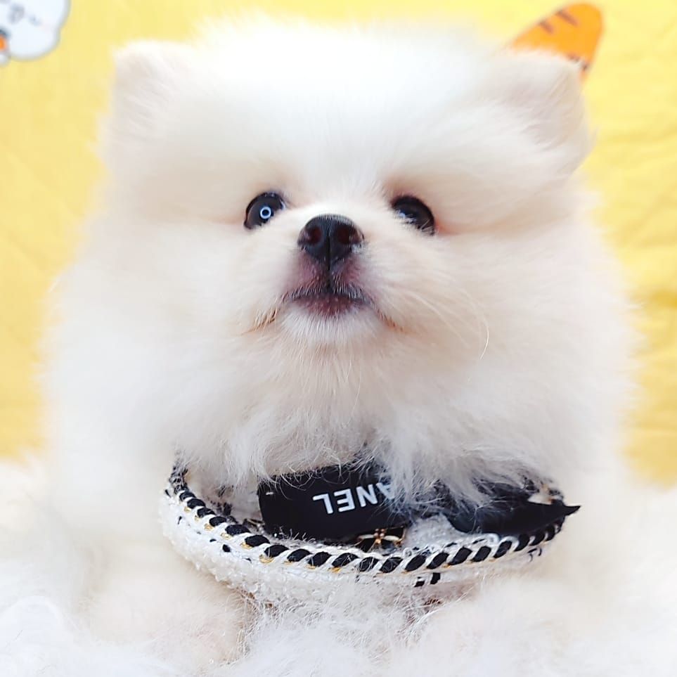 Pomeranian 博美