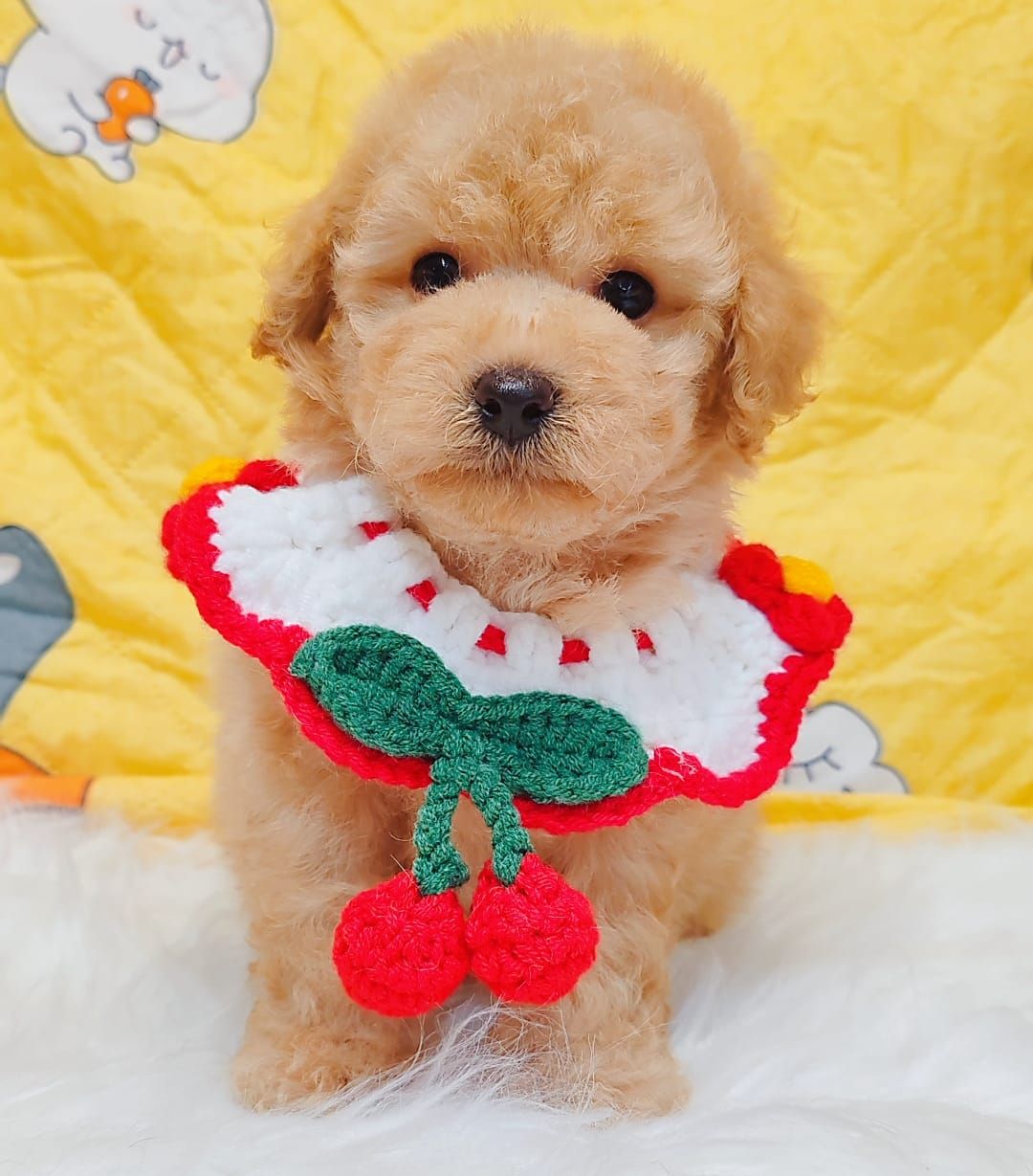 Poodle 娉拌开璐靛
