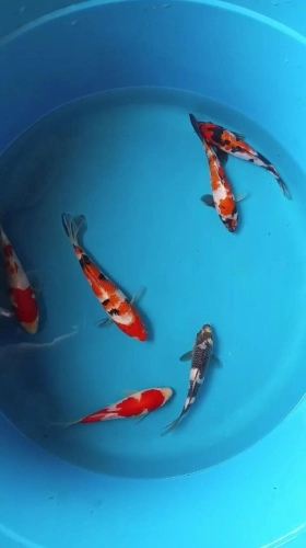 Genuine Japan Koi 22-25cm 6pcs COMBO