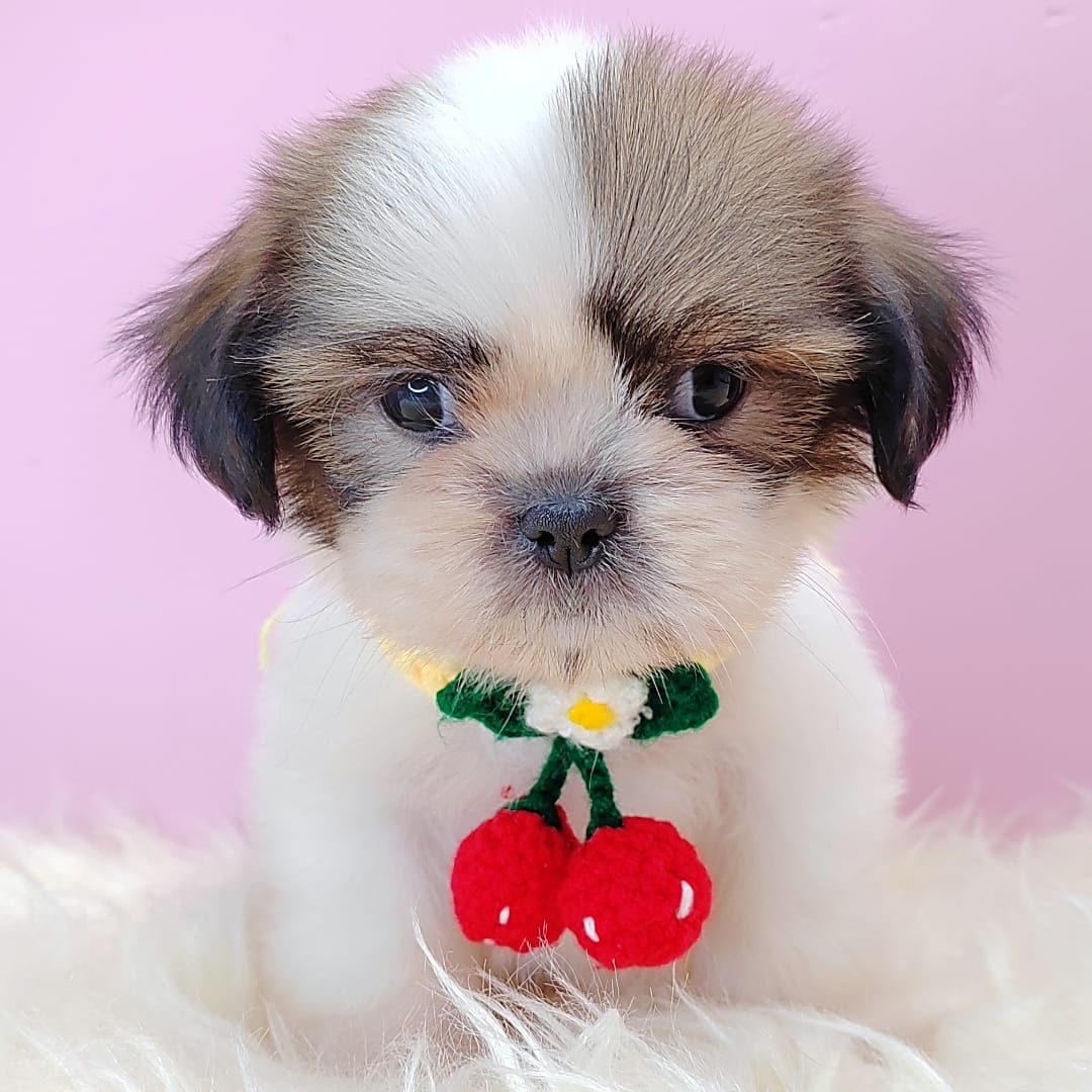 Shih Tzu 西施