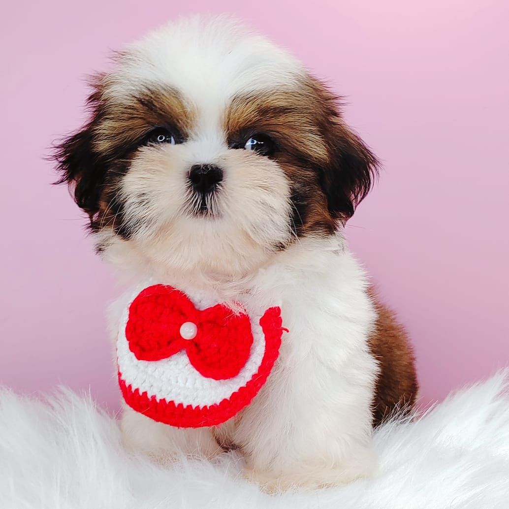 Shih Tzu 西施