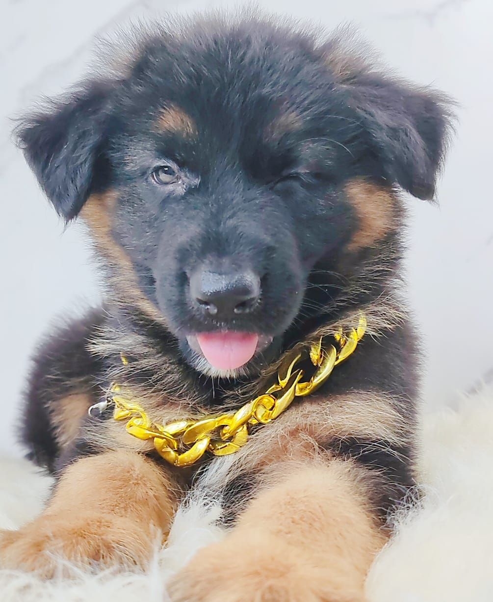 German Shepherd 德国牧羊犬