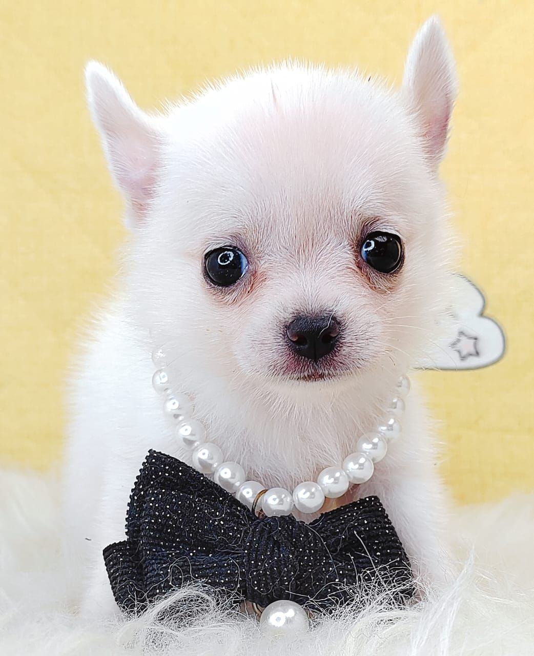 Chihuahua 吉娃娃