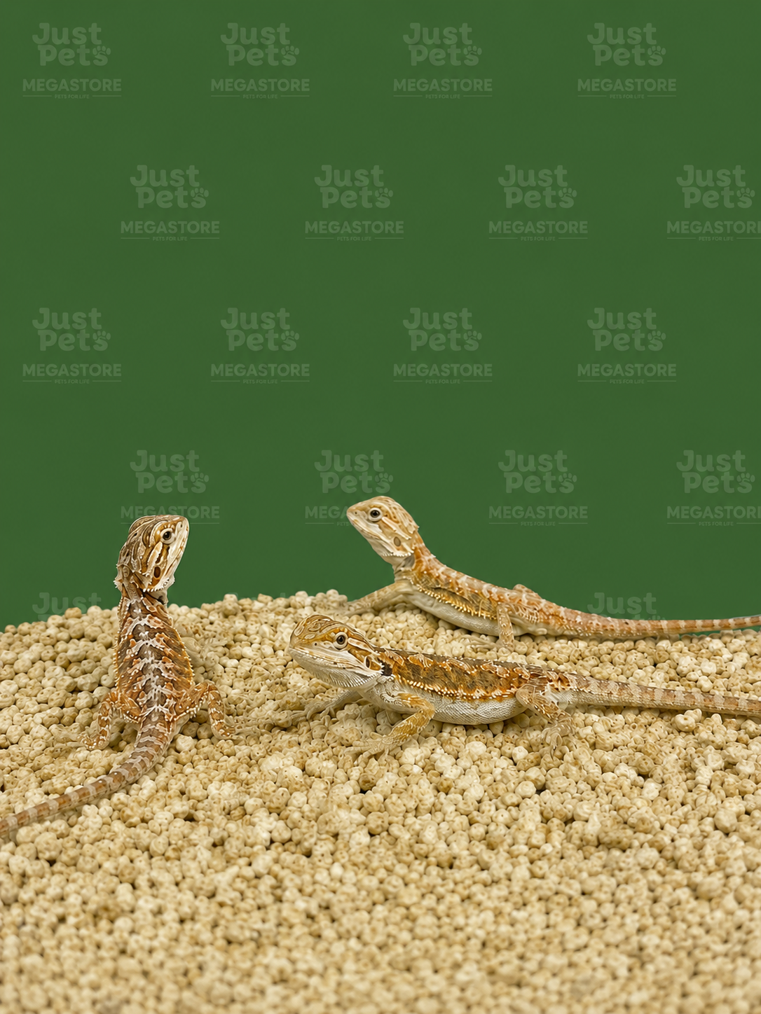 Bearded Dragon