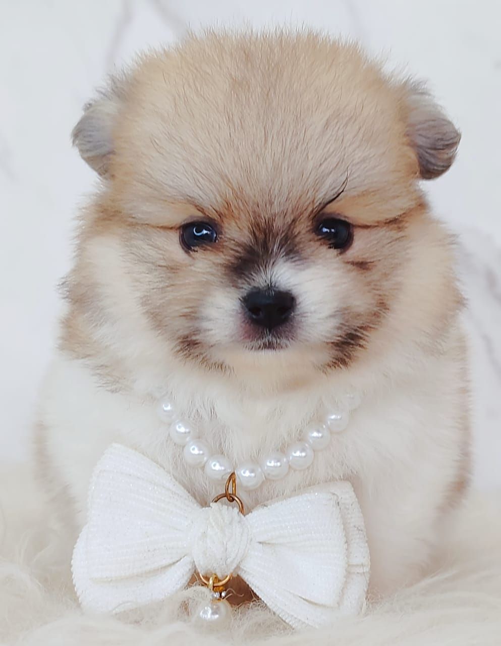 Pomeranian 博美
