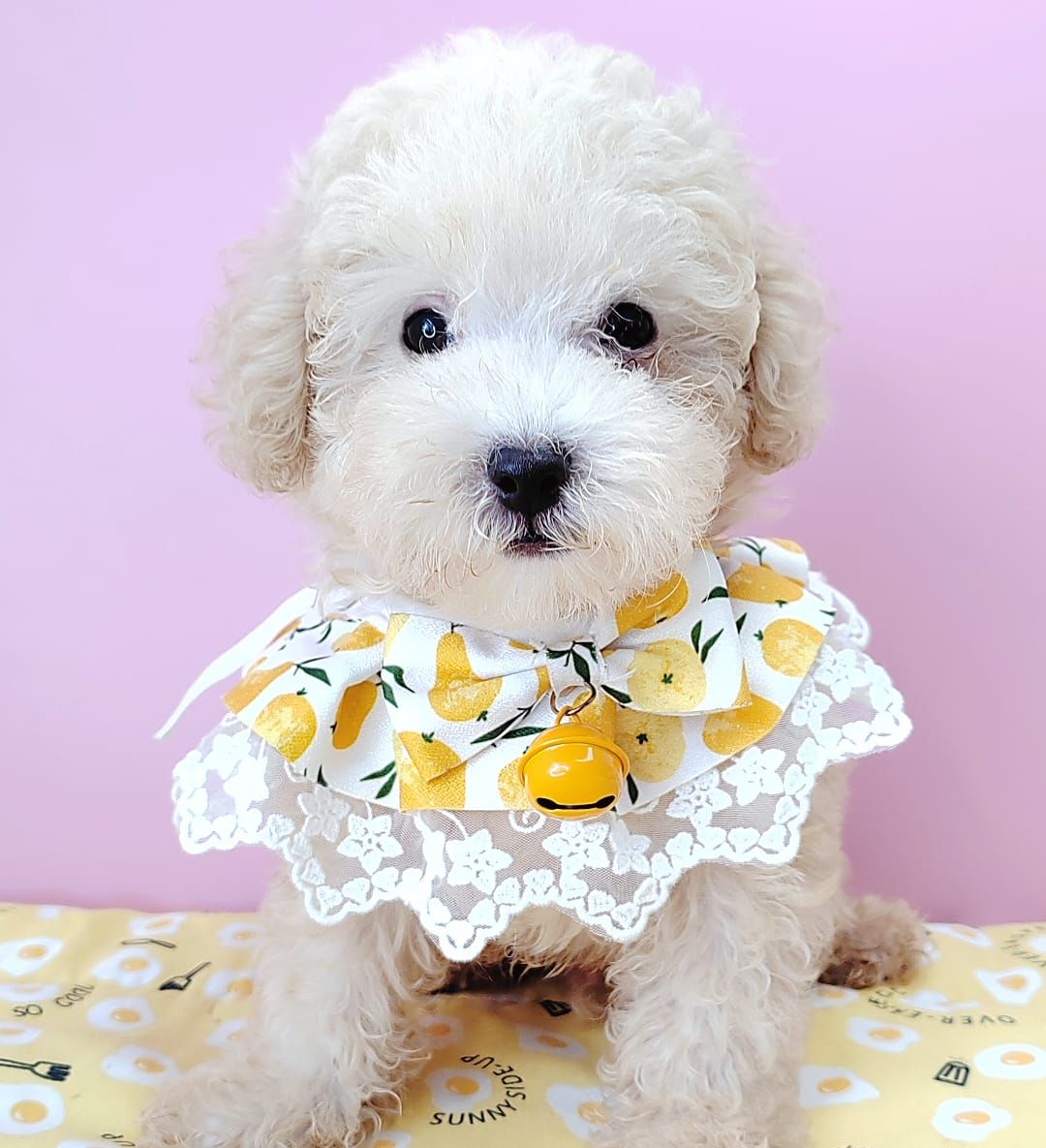 Poodle 娉拌开璐靛