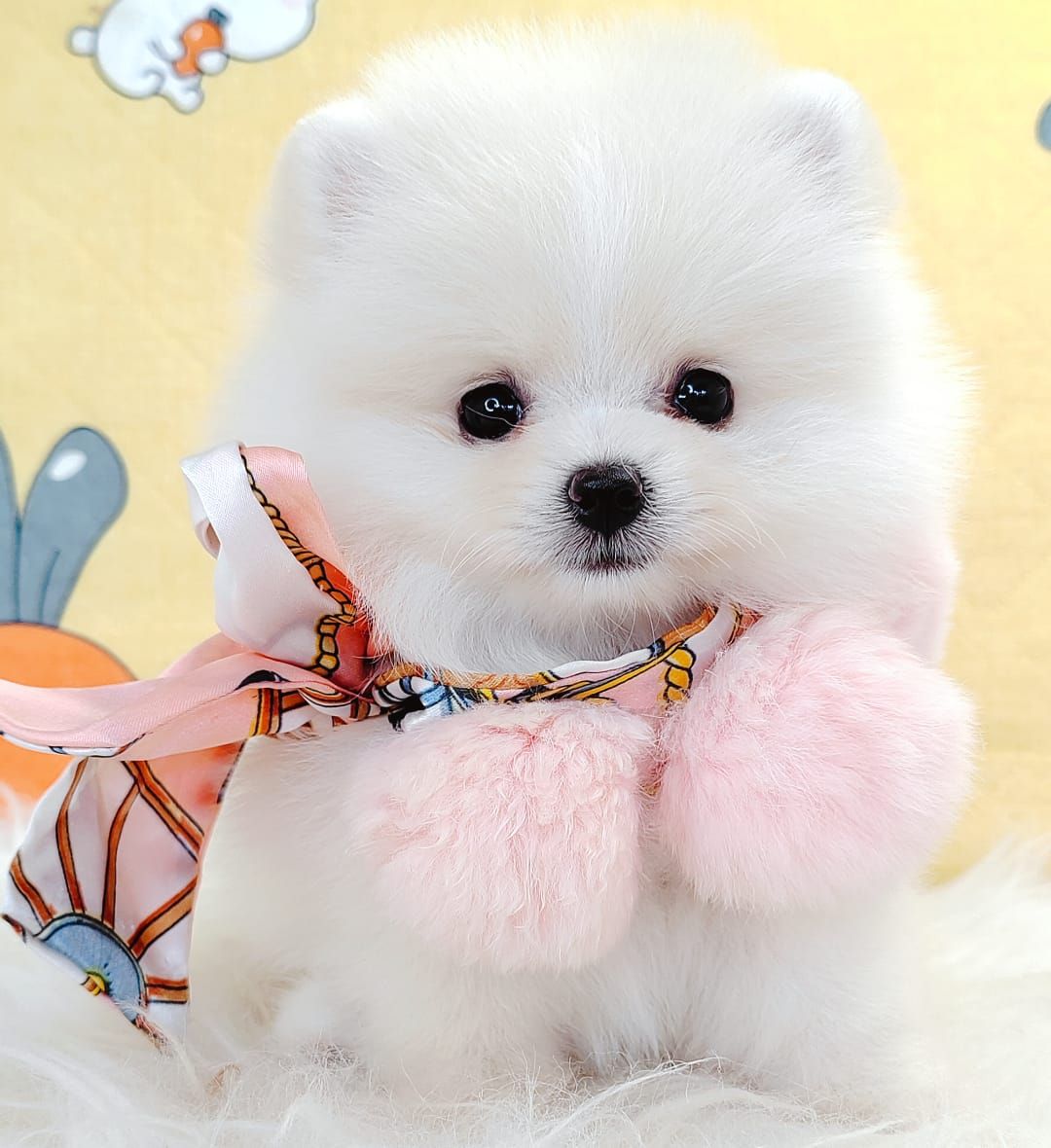 Pomeranian 博美