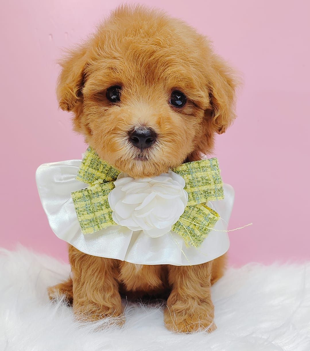 Maltipoo 马尔泰迪