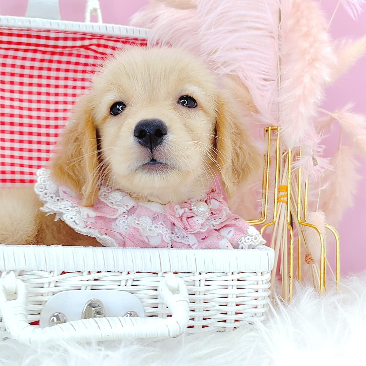Golden Retriever 黄金猎犬