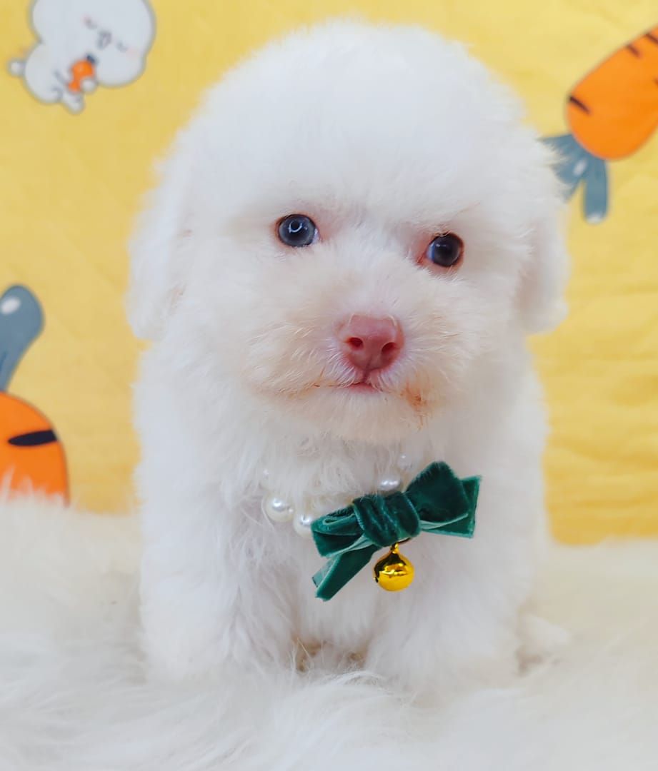 Bichonpoo 泰迪熊
