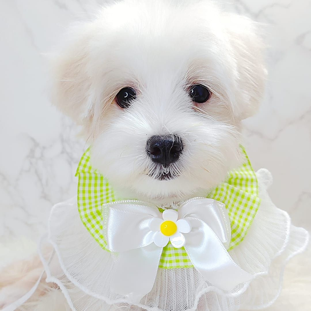 Maltese 马尔济斯