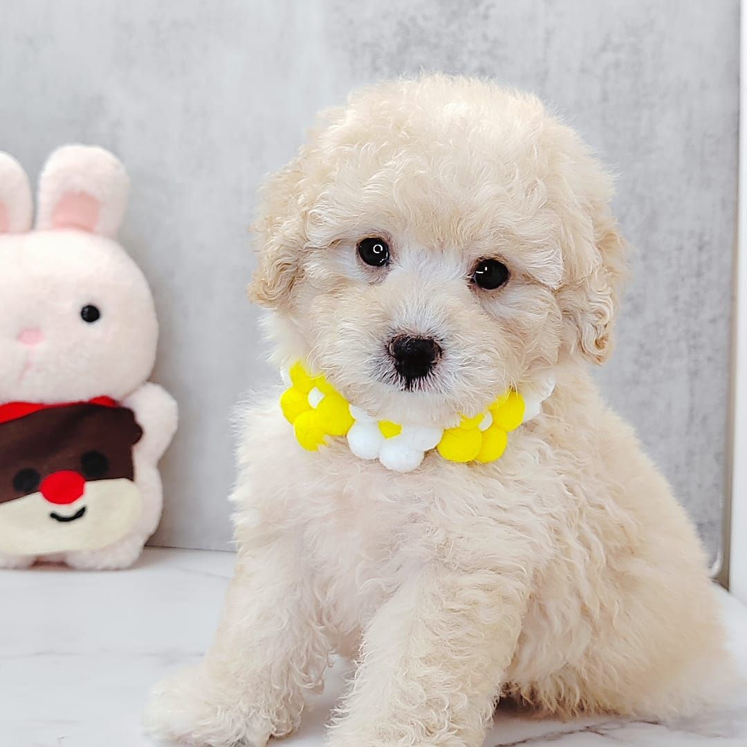 Poodle 娉拌开璐靛