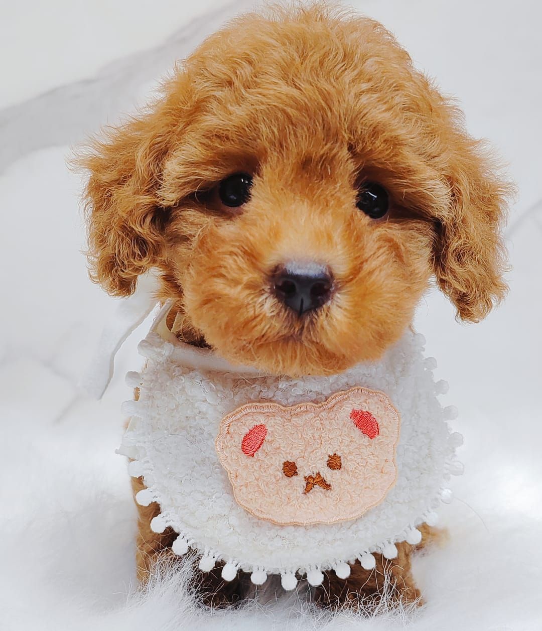Poodle 娉拌开璐靛