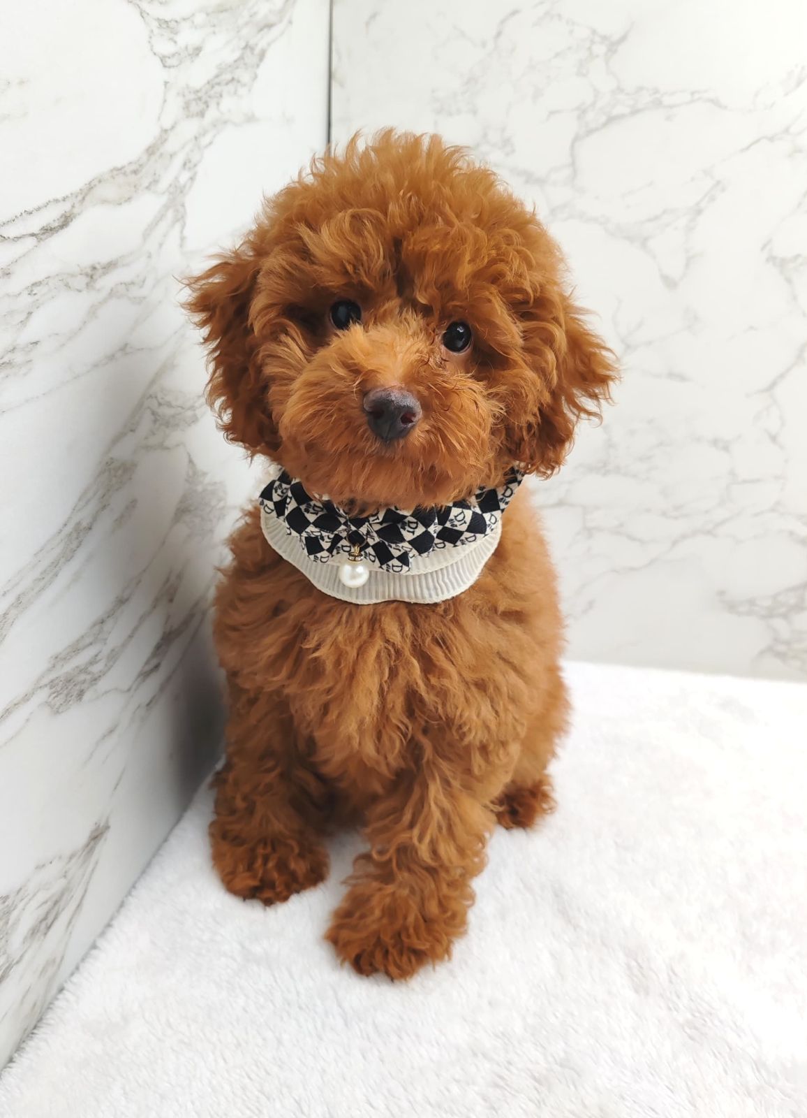 Poodle 娉拌开璐靛