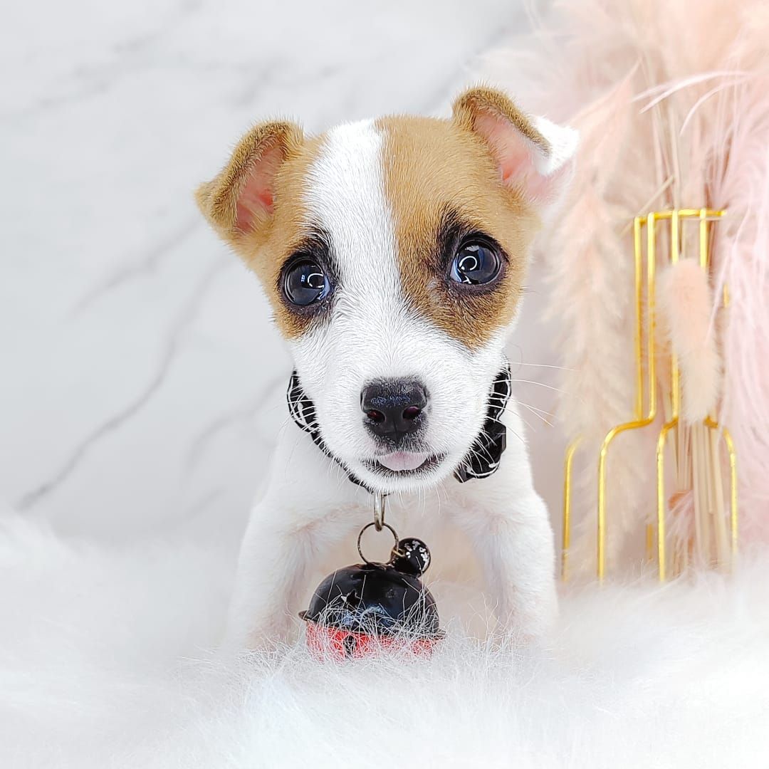 Jack Russell Terrier 杰克罗素梗