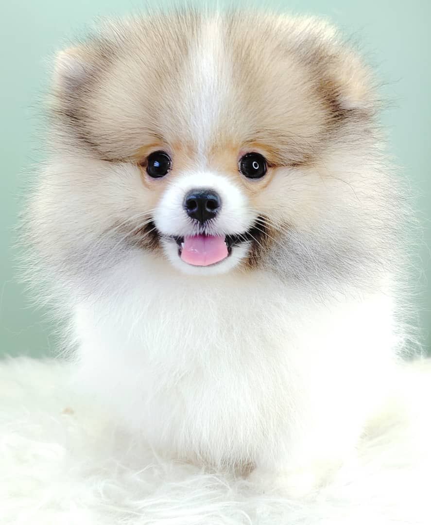 Pomeranian 博美