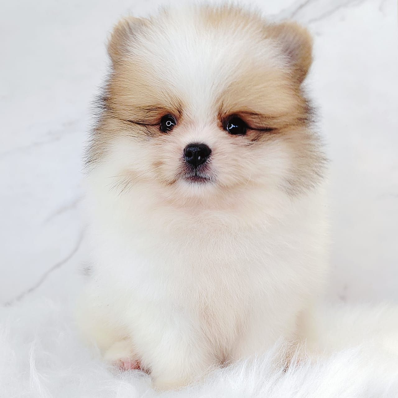 Pomeranian 博美