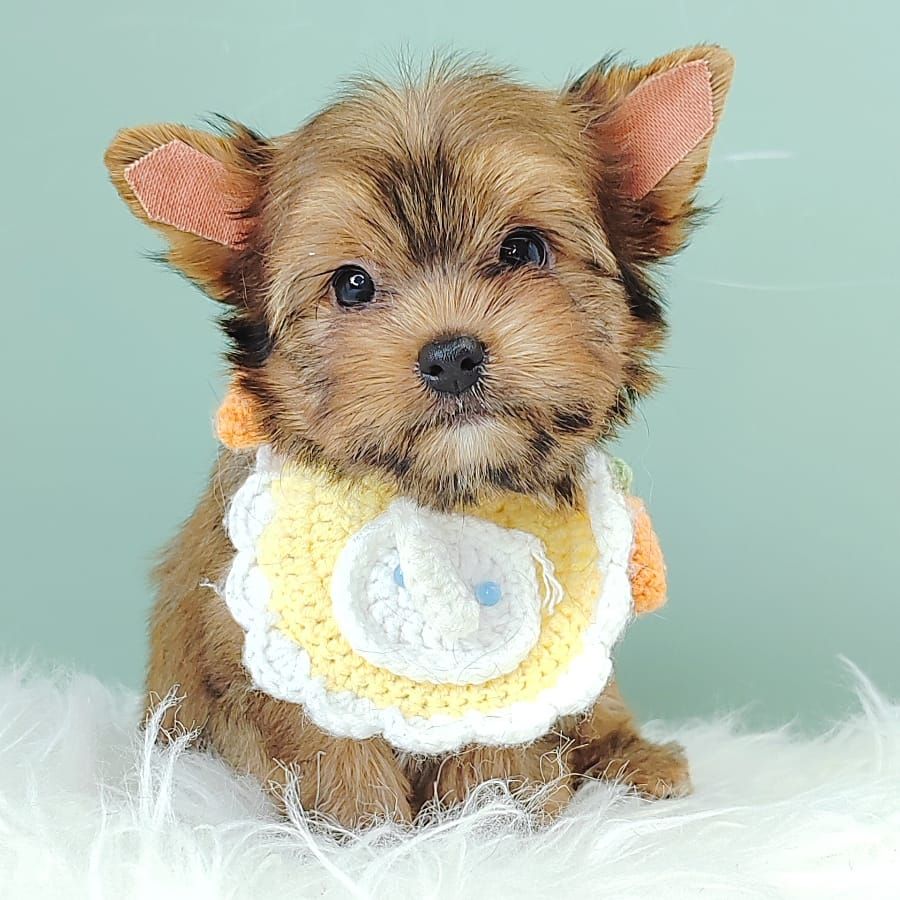Yorkshire Terrier 约克夏