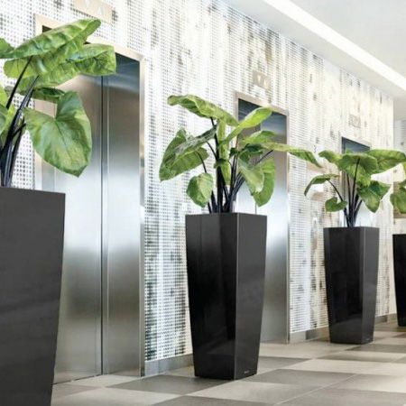 Plant Rentals