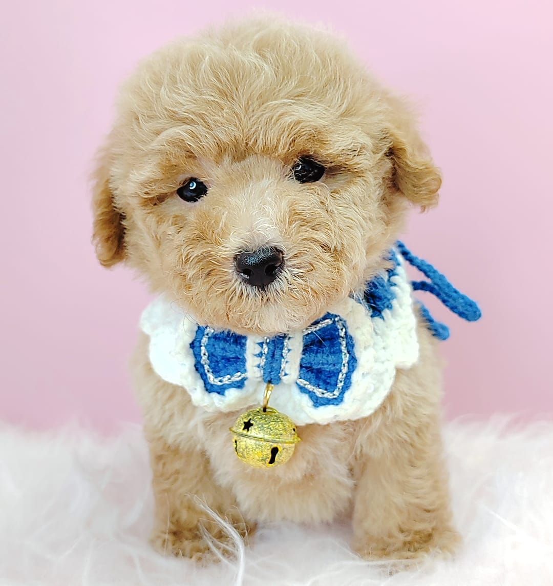 Poodle 娉拌开璐靛