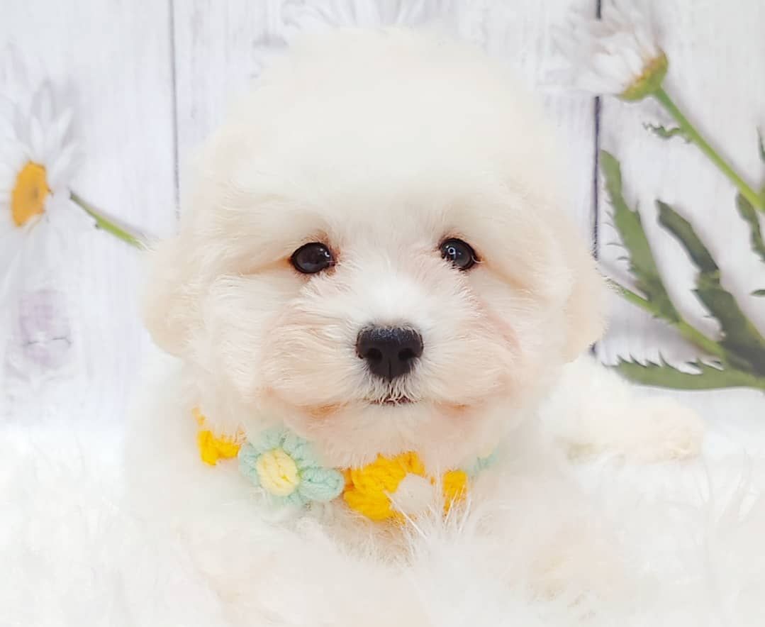 Maltipoo 马尔泰迪