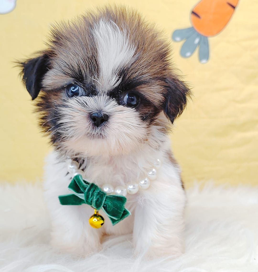 Shih Tzu 西施