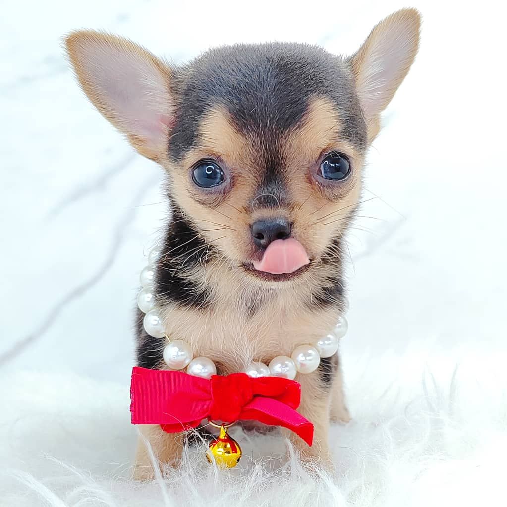 Chihuahua 吉娃娃