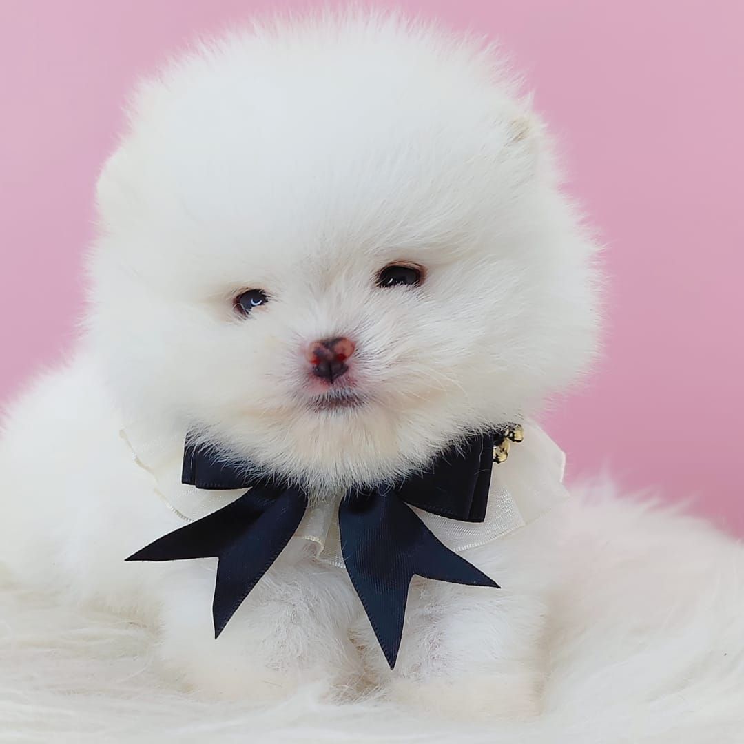 Pomeranian 博美