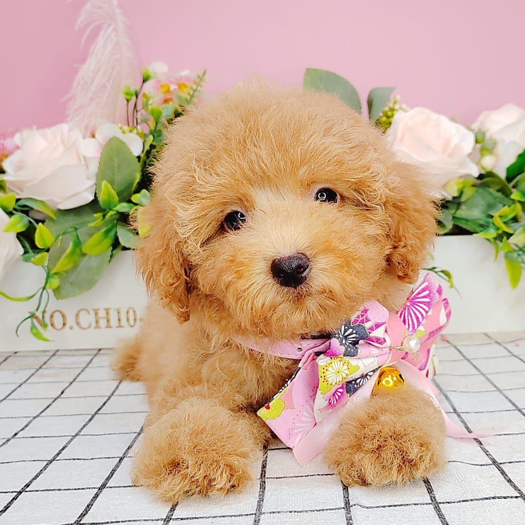 Poodle 娉拌开璐靛