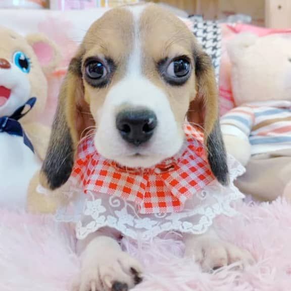 Beagle 米格鲁