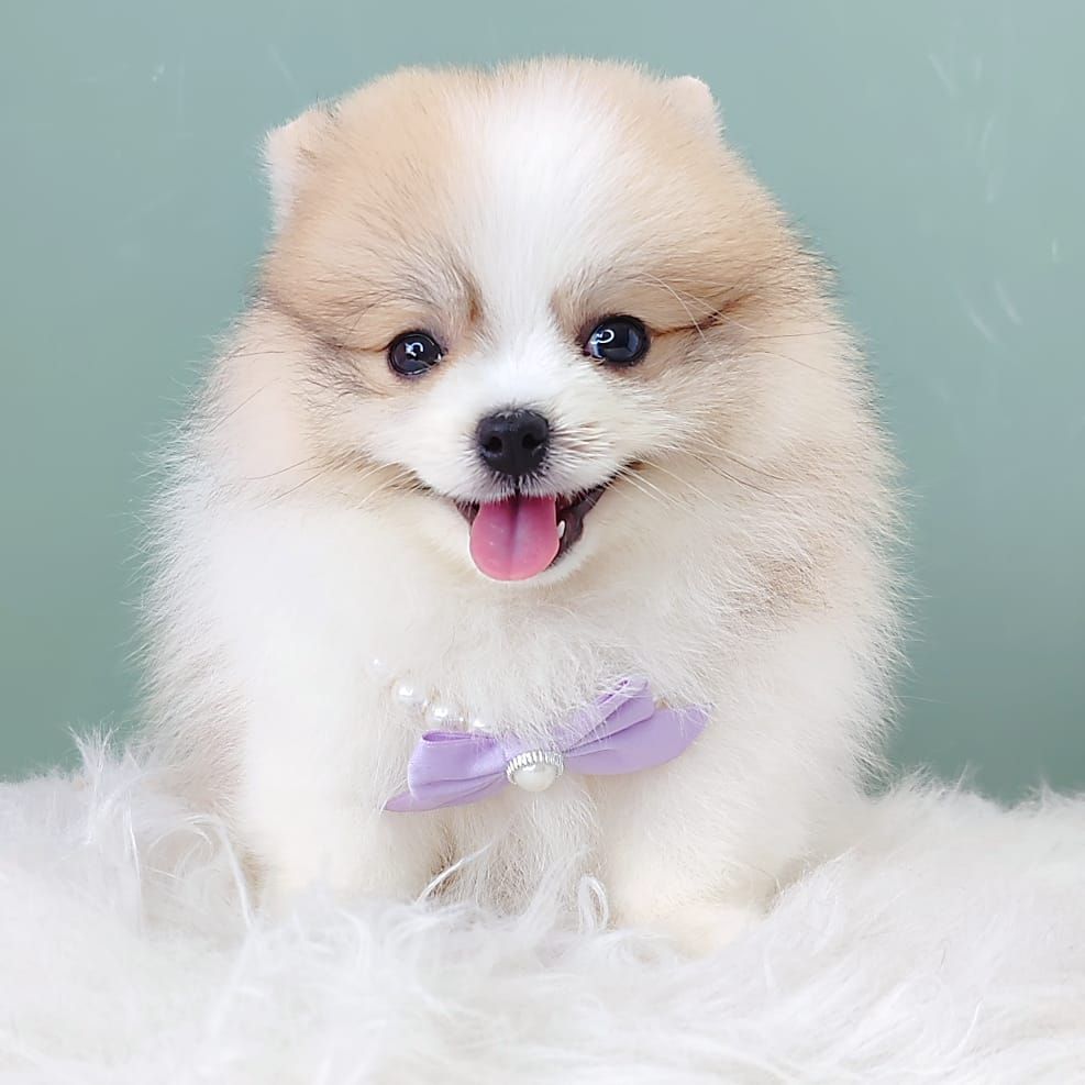 Pomeranian 博美