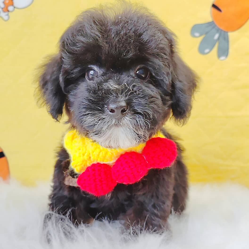 Poodle 娉拌开璐靛