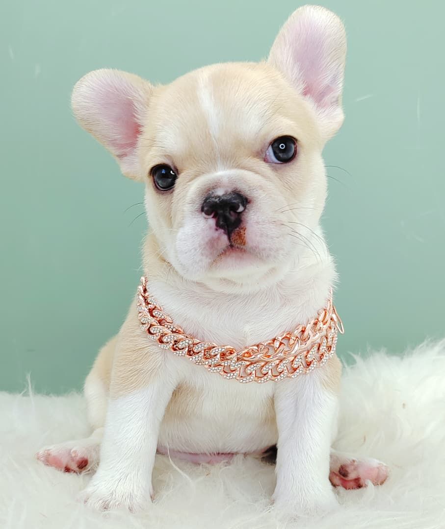 French Bulldog 法斗