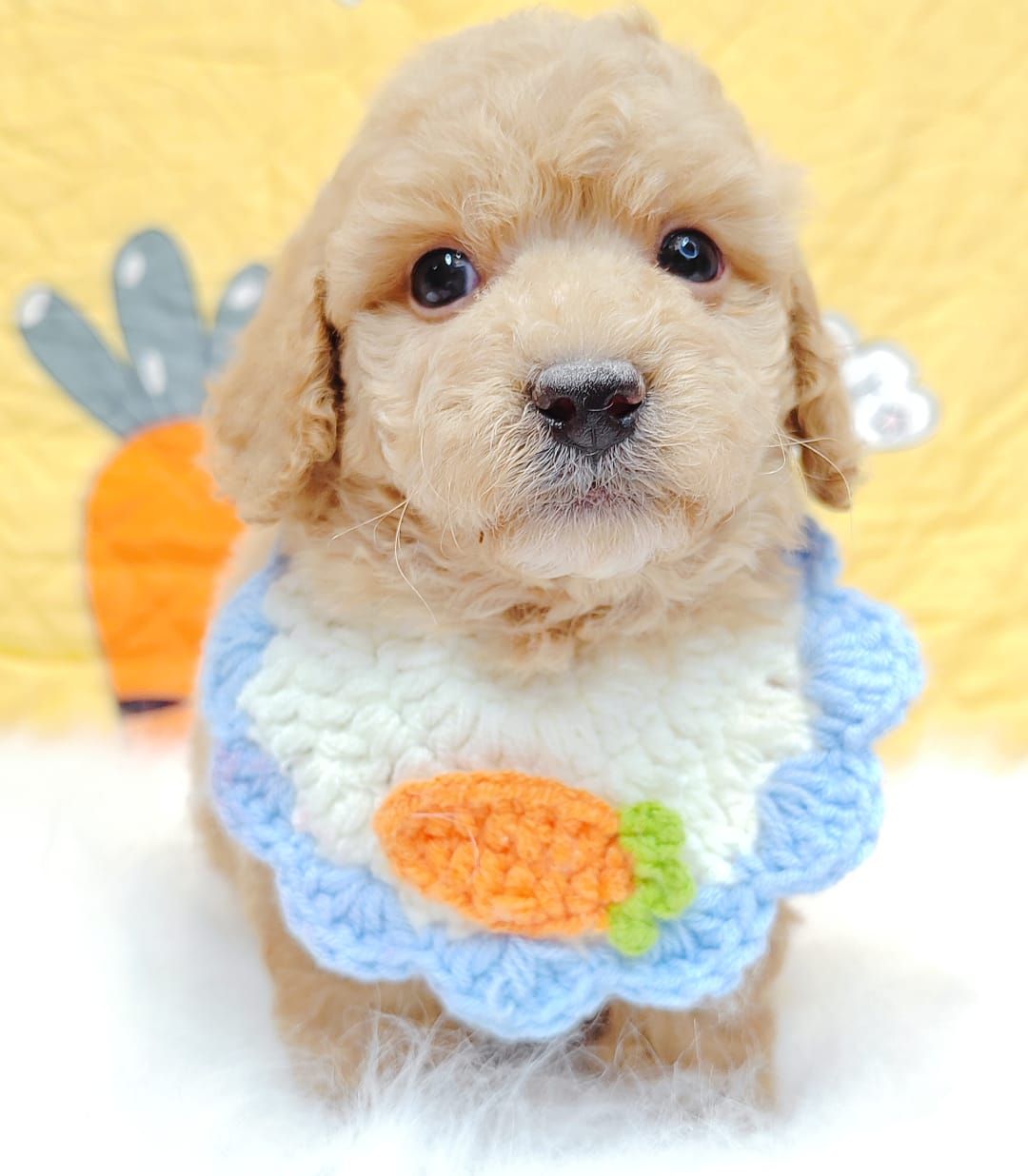 Poodle 娉拌开璐靛