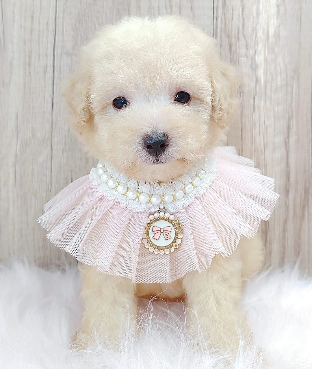 Poodle 娉拌开璐靛
