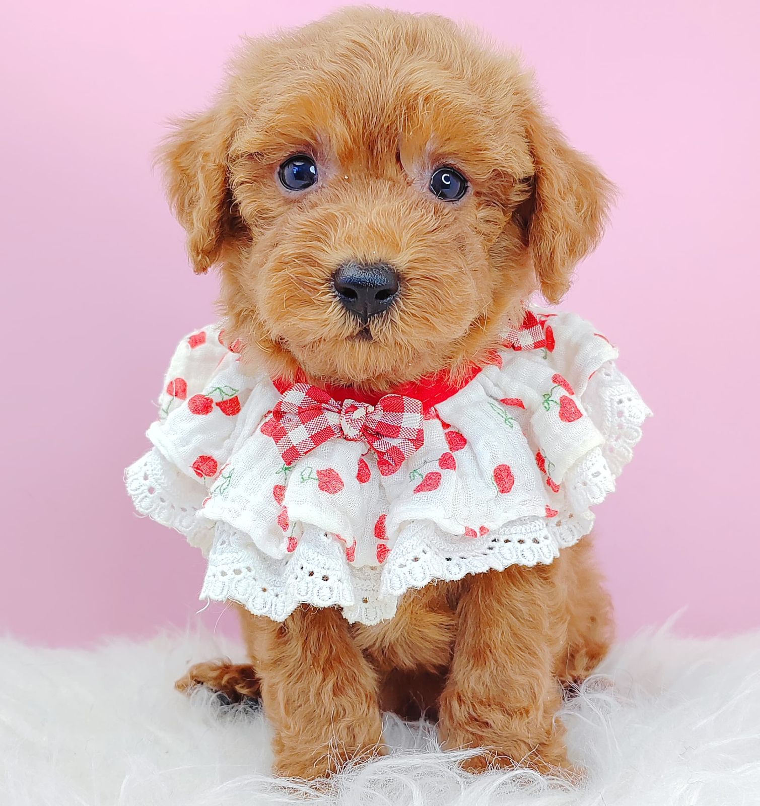 Poodle 璐靛娉拌开