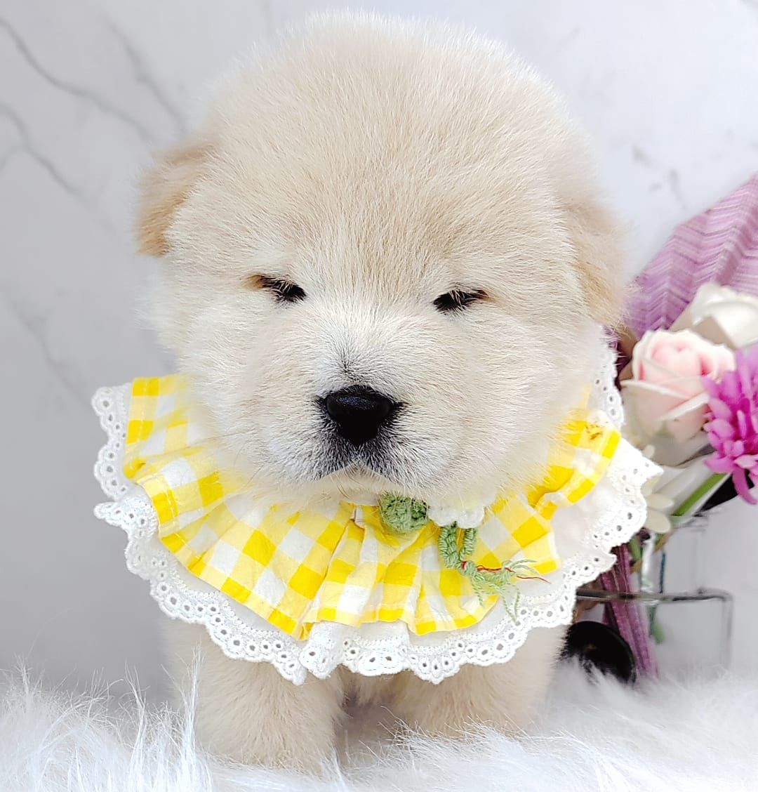 Chow Chow 松狮犬