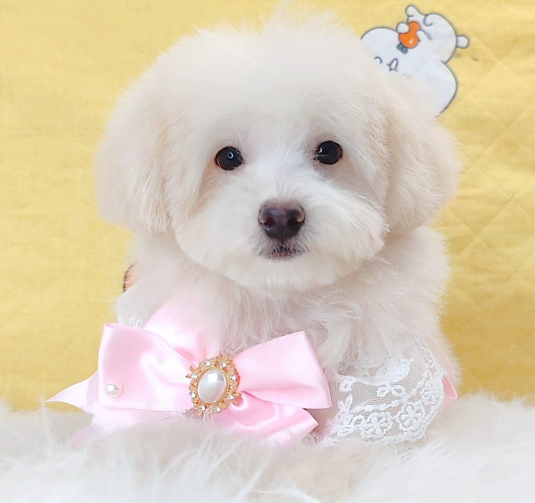 Maltipoo 马尔泰迪
