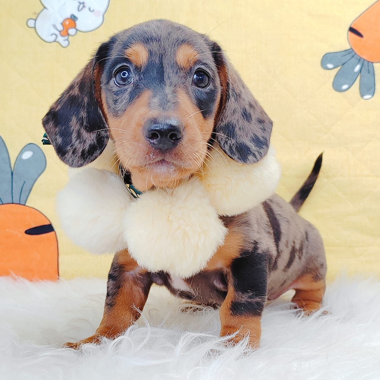 Dachshund 腊肠狗