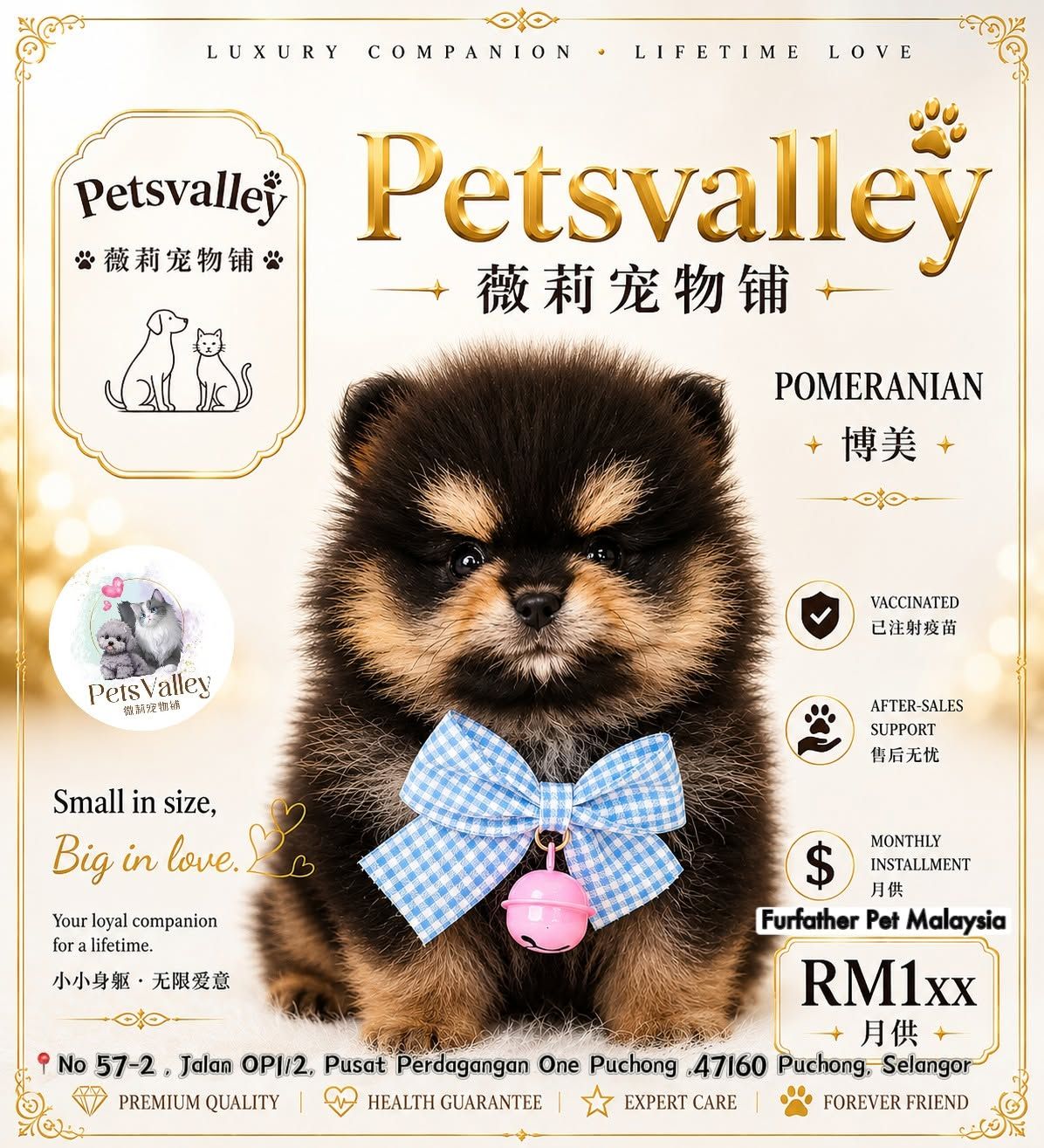 Pomeranian 博美