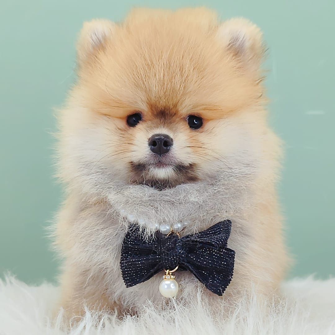Pomeranian 博美
