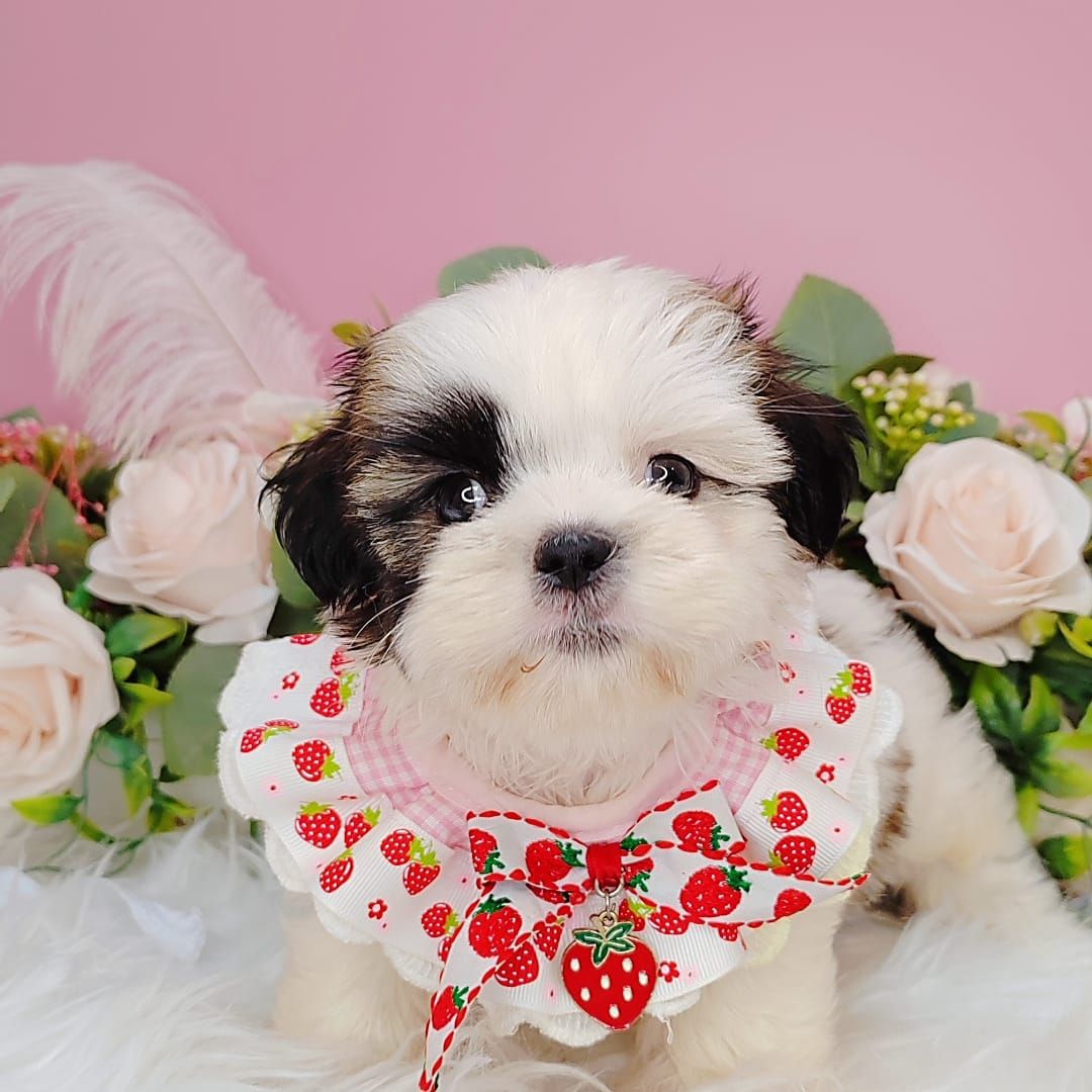 Shih Tzu 西施